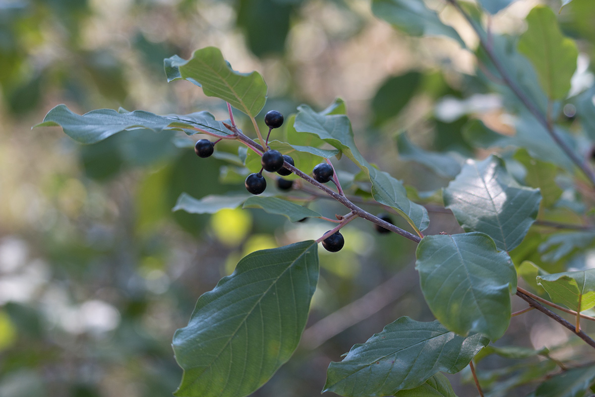 Frangula alnus